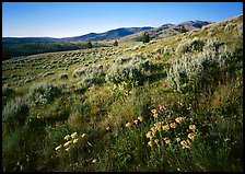 Flowers on slope below  Mt Washburn, sunrise. Yellowstone National Park, Wyoming, USA.