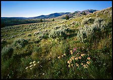 Flowers and Mt Washburn, sunrise. Yellowstone National Park ( color)