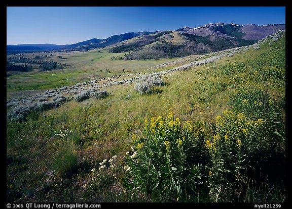 Yellow summer flowers and Mt Washburn, early morning. Yellowstone National Park, Wyoming, USA.