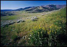 Yellow summer flowers and Mt Washburn, early morning. Yellowstone National Park ( color)