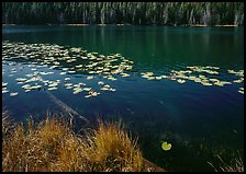 Water lilies and pond. Yellowstone National Park ( color)