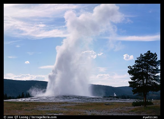 Old Faithful Geyser and tree, afternoon. Yellowstone National Park, Wyoming, USA.