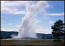 Old Faithful Geyser and tree, afternoon. Yellowstone National Park, Wyoming, USA.