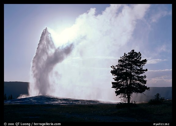 Old Faithful Geyser and tree backlit in afternoon. Yellowstone National Park (color)