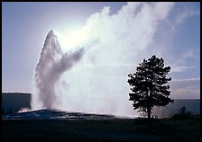 Old Faithful Geyser and tree backlit in afternoon. Yellowstone National Park, Wyoming, USA. (color)