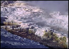 Minerva travertine terraces and steam, Mammoth Hot Springs. Yellowstone National Park, Wyoming, USA.