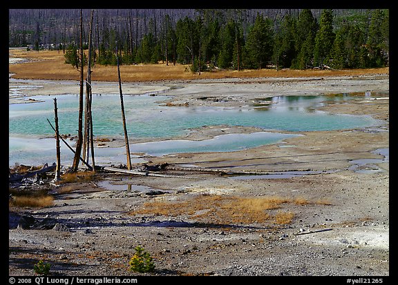 Dead trees and turquoise pond in Norris Geyser Basin. Yellowstone National Park (color)