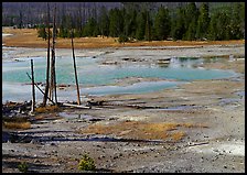 Dead trees and turquoise pond in Norris Geyser Basin. Yellowstone National Park, Wyoming, USA.