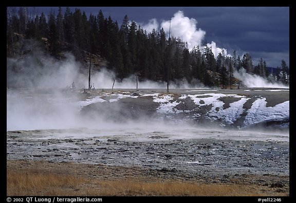 Fumeroles and forest in Upper Geyser Basin. Yellowstone National Park, Wyoming, USA.