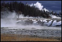 Fumeroles and forest in Upper Geyser Basin. Yellowstone National Park, Wyoming, USA. (color)