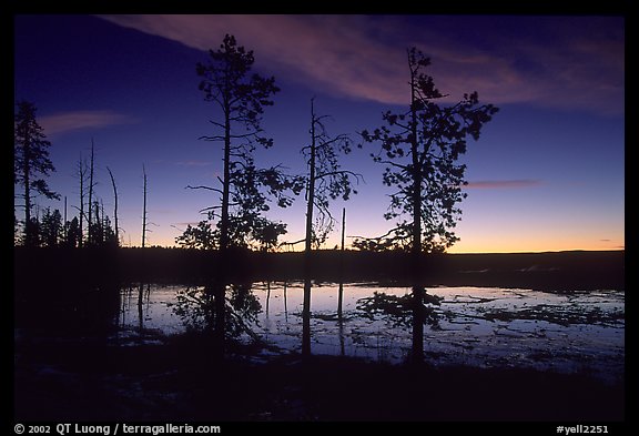 Trees near Fountain Paint Pot at sunset. Yellowstone National Park, Wyoming, USA.