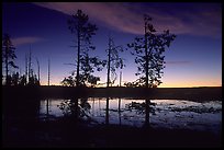 Trees near Fountain Paint Pot at sunset. Yellowstone National Park, Wyoming, USA.