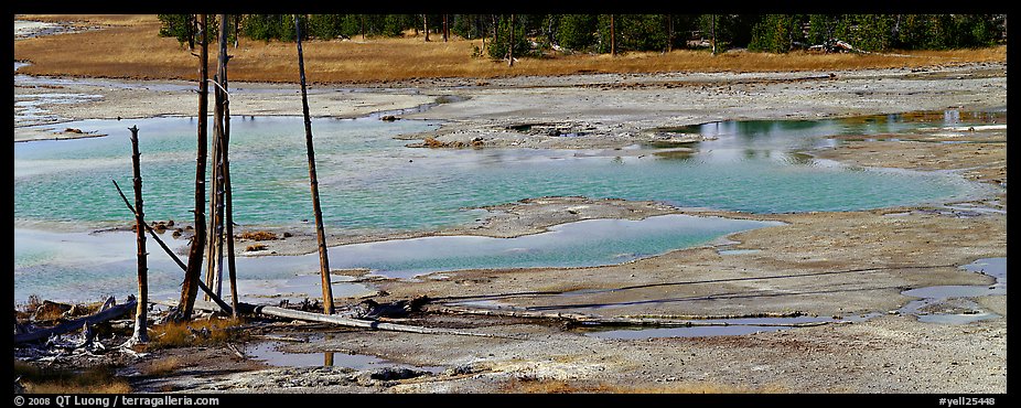 Thermal pond and dead trees. Yellowstone National Park, Wyoming, USA.