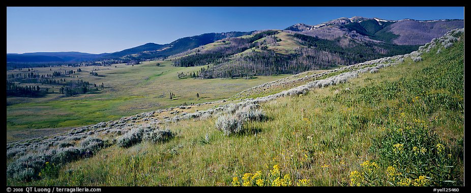 Mountain slopes with wildflowers. Yellowstone National Park, Wyoming, USA.