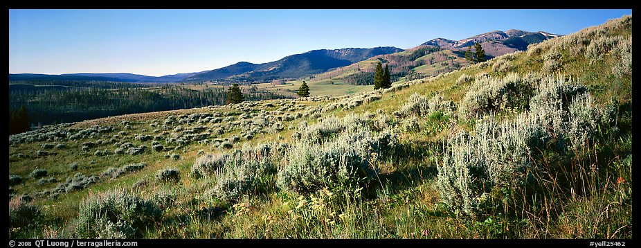 Gentle slopes covered with summer wildflower. Yellowstone National Park (color)
