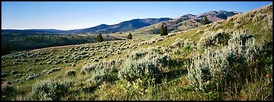 Gentle slopes covered with summer wildflower. Yellowstone National Park, Wyoming, USA.