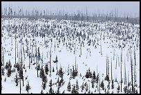 Lewis Canyon slopes with burned forest, winter. Yellowstone National Park, Wyoming, USA.