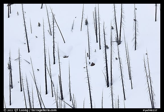 Burned tree trunks and snow, Lewis Canyon. Yellowstone National Park (color)