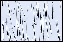 Burned tree trunks and snow, Lewis Canyon. Yellowstone National Park ( color)