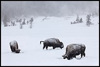 Snow-covered bison in winter. Yellowstone National Park, Wyoming, USA. (color)