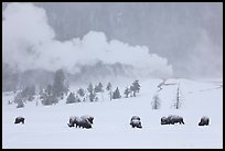 Bison and Lion Geyser in winter. Yellowstone National Park, Wyoming, USA.