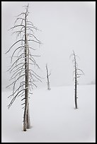 Tree skeletons in winter. Yellowstone National Park, Wyoming, USA. (color)