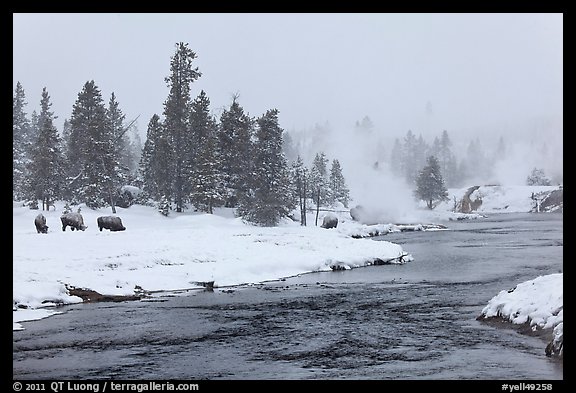 Firehole river and bison in winter. Yellowstone National Park (color)