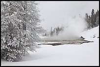 Snowy landscape with distant thermal pool. Yellowstone National Park, Wyoming, USA.