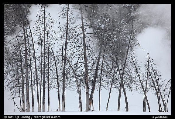 Bare trees and steam in winter. Yellowstone National Park, Wyoming, USA.