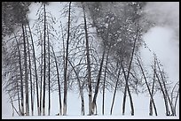 Bare trees and steam in winter. Yellowstone National Park, Wyoming, USA. (color)