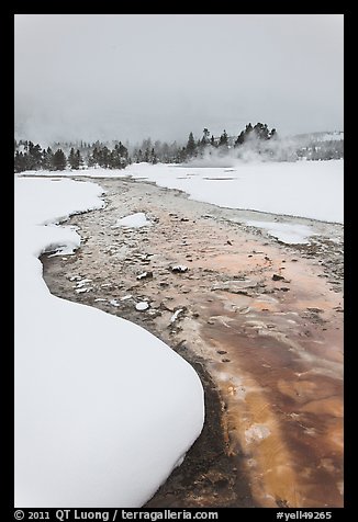 Thermal run-off stream contrasts with snowy landscape. Yellowstone National Park, Wyoming, USA.