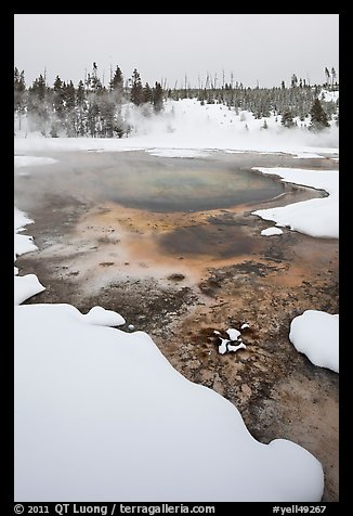 Hot springs and snow, Upper Geyser Basin. Yellowstone National Park (color)