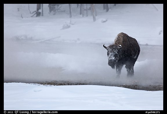 Bison crossing Firehole River in winter. Yellowstone National Park (color)