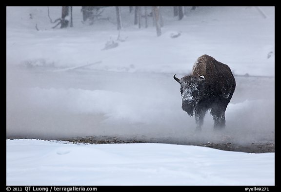 Bison crossing Firehole River in winter. Yellowstone National Park, Wyoming, USA.