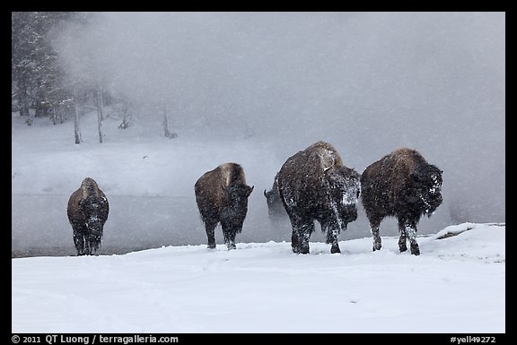 Group of buffaloes crossing river in winter. Yellowstone National Park, Wyoming, USA.