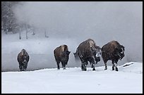 Group of buffaloes crossing river in winter. Yellowstone National Park, Wyoming, USA. (color)