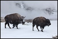 Two American bisons in winter. Yellowstone National Park, Wyoming, USA.