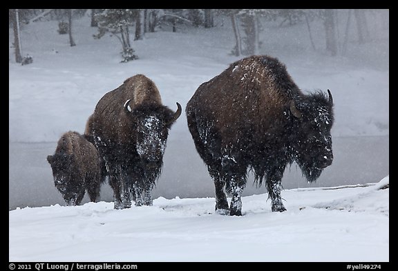 Bisons with snowy faces. Yellowstone National Park, Wyoming, USA.