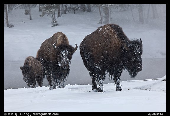 Bisons with snowy faces. Yellowstone National Park (color)
