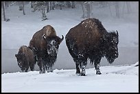 Bisons with snowy faces. Yellowstone National Park, Wyoming, USA. (color)