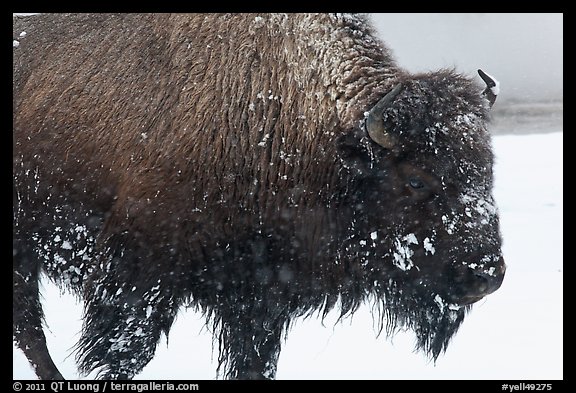 Close view of american buffalo in winter. Yellowstone National Park, Wyoming, USA.