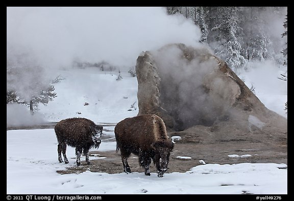Bisons and geyser cone, winter. Yellowstone National Park, Wyoming, USA.