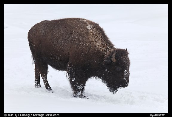 American bison in winter. Yellowstone National Park, Wyoming, USA.