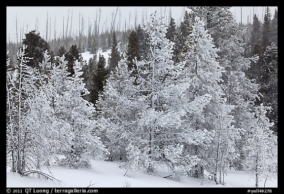 Snow-covered trees. Yellowstone National Park (color)