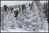 Snow-covered trees. Yellowstone National Park, Wyoming, USA.