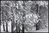 Snow-covered branches. Yellowstone National Park, Wyoming, USA.