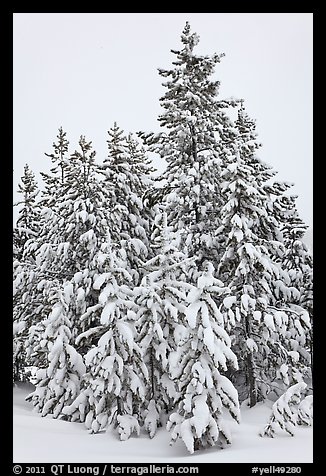 Snow-covered spruce trees. Yellowstone National Park (color)