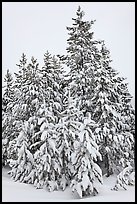 Snow-covered spruce trees. Yellowstone National Park, Wyoming, USA.