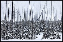 Sapplings and burned trees in winter. Yellowstone National Park, Wyoming, USA.