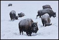 Bison feeding in snow-covered meadow. Yellowstone National Park, Wyoming, USA.